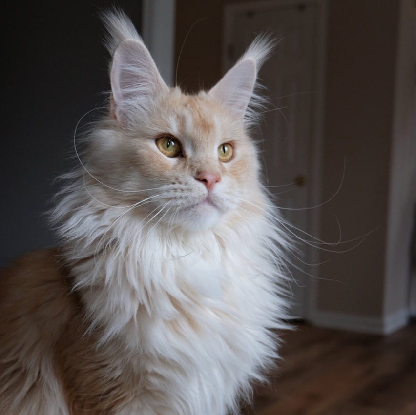 Colors! - Small Haus Maine Coons