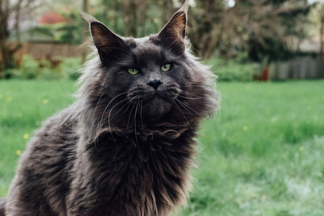 grey and black maine coon